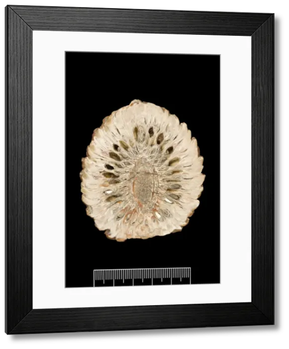 Framed Print : Araucaria mirabilis, pine cone Framed Print : Araucaria mirabilis, pine cone
