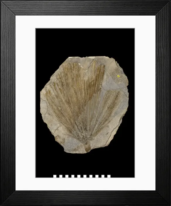 Framed Print : Sabal comanonis, fossil plant Framed Print : Sabal comanonis, fossil plant