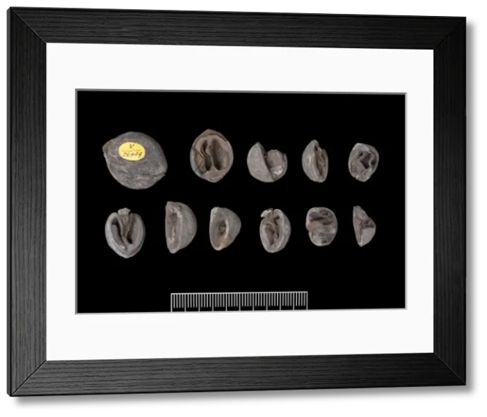 Framed Print : Juglans ventricosa, fossil plant Framed Print : Juglans ventricosa, fossil plant
