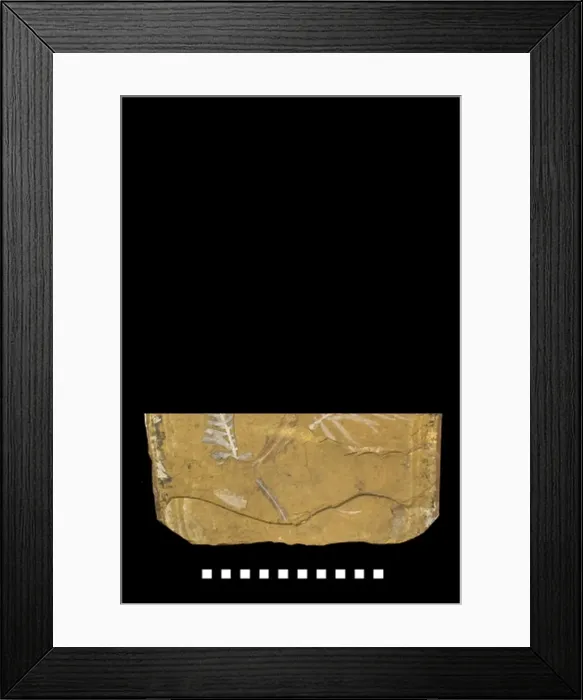 Framed Print : Agathis jurassica, fossil plant Framed Print : Agathis jurassica, fossil plant