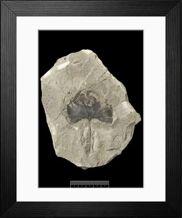 Framed Print : Ginkgo gardneri, maidenhair tree Framed Print : Ginkgo gardneri, maidenhair tree