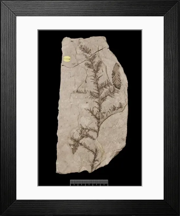 Framed Print : Sequoia affinis, fossil tree Framed Print : Sequoia affinis, fossil tree