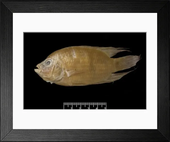 Framed Print : Heros autochthon Framed Print : Heros autochthon