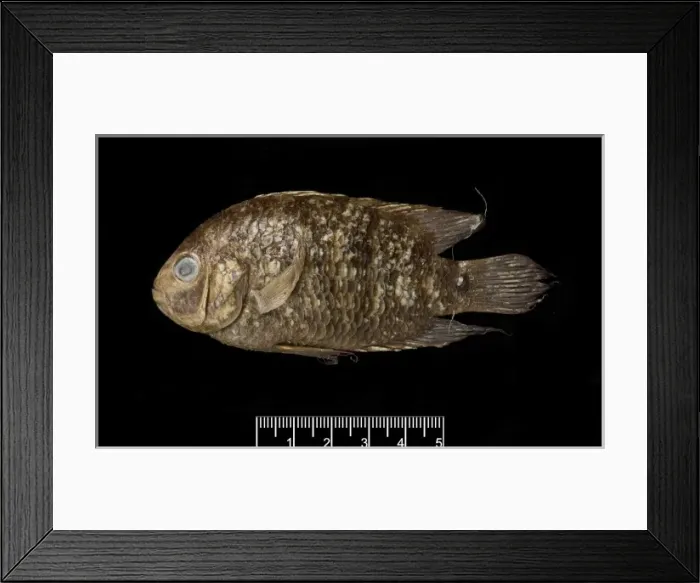 Framed Print : Heros autochthon Framed Print : Heros autochthon