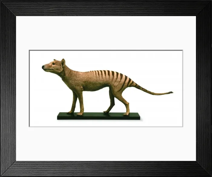 Framed Print : Thylacinus cynocephalus, thylacine Framed Print : Thylacinus cynocephalus, thylacine