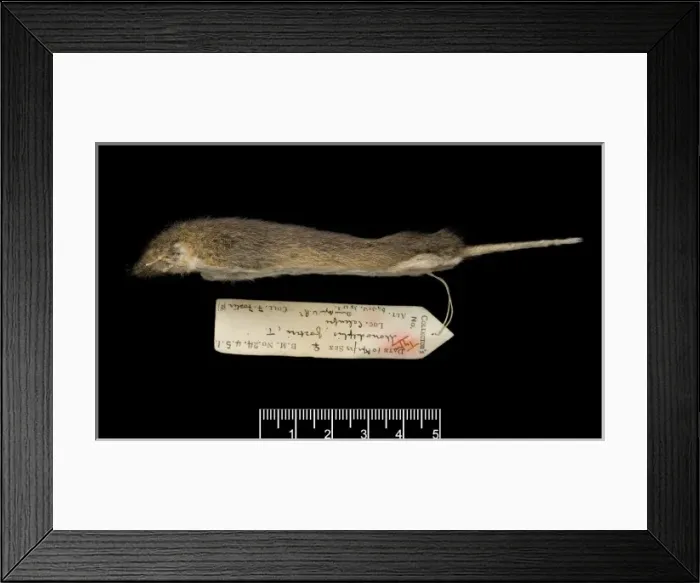 Framed Print : Monodelphis fosteri, shrewish short-tailed opossum Framed Print : Monodelphis fosteri, shrewish short-tailed opossum