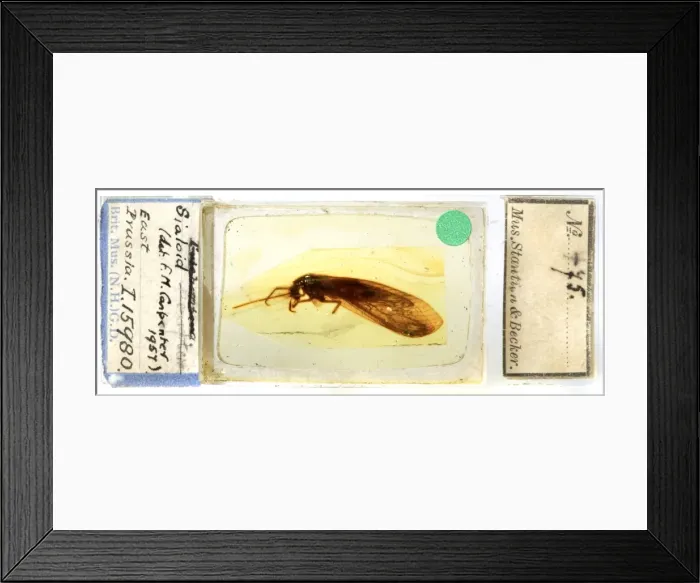 Framed Print : Corydasialis inexpectatus Framed Print : Corydasialis inexpectatus