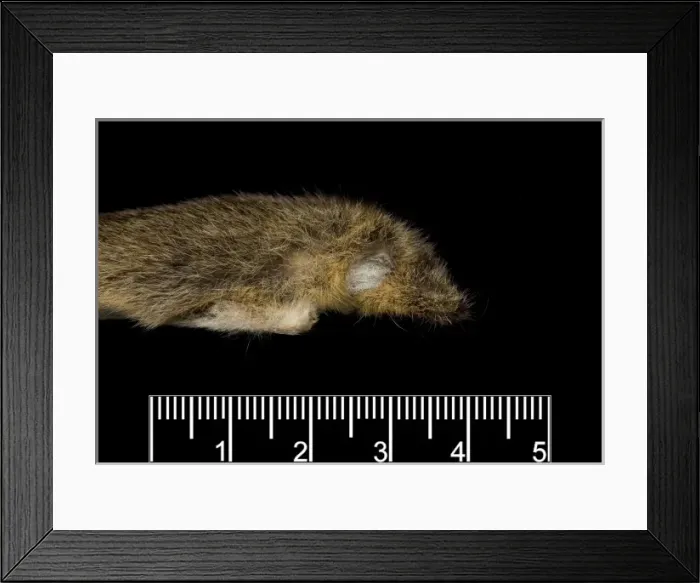 Framed Print : Monodelphis fosteri, shrewish short-tailed opossum Framed Print : Monodelphis fosteri, shrewish short-tailed opossum