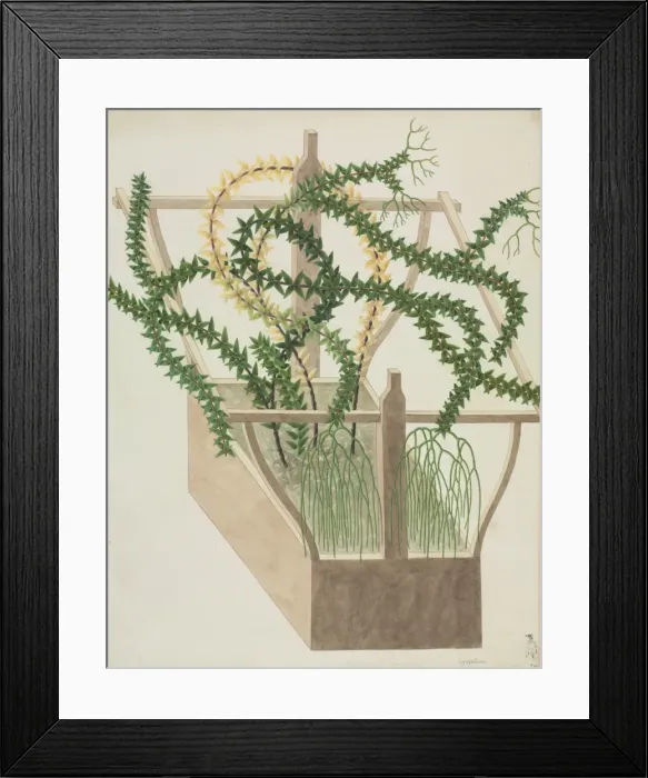 Framed Print : Huperzia phlegmaria, tassel fern Framed Print : Huperzia phlegmaria, tassel fern