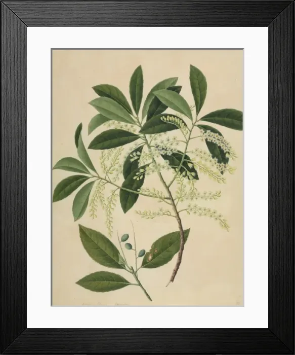 Framed Print : Elaeocarpus sp Framed Print : Elaeocarpus sp