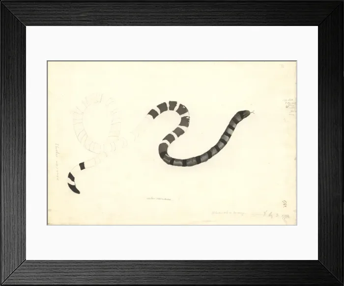 Framed Print : Coluber laticaudatus, colubrine amphibious sea snake Framed Print : Coluber laticaudatus, colubrine amphibious sea snake