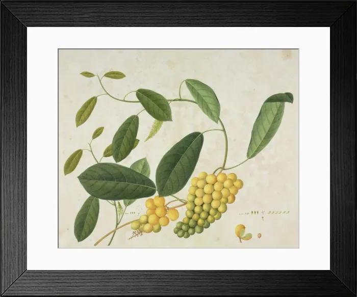Framed Print : Plant illustration from the Reeves collections Framed Print : Plant illustration from the Reeves collections