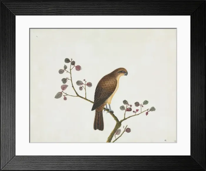 Framed Print : Bird illustration Framed Print : Bird illustration