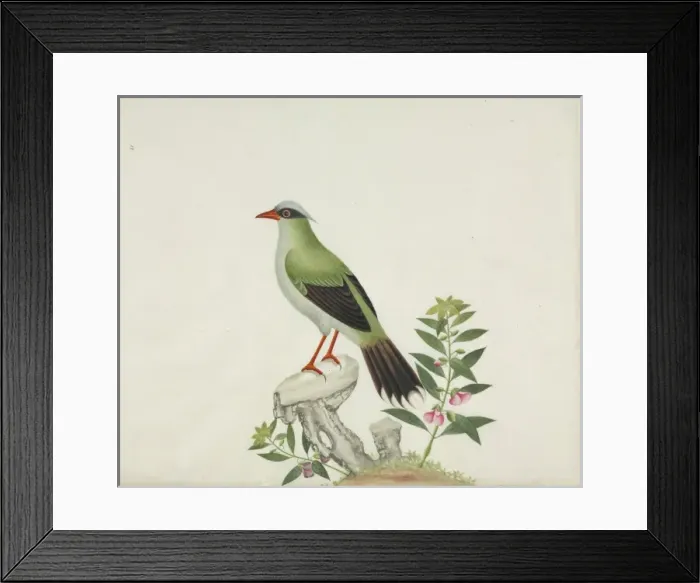 Framed Print : Cissa sp. Plate RZD010, a watercolour from the John Reeves Collection of Framed Print : Cissa sp. Plate RZD010, a watercolour from the John Reeves Collection of