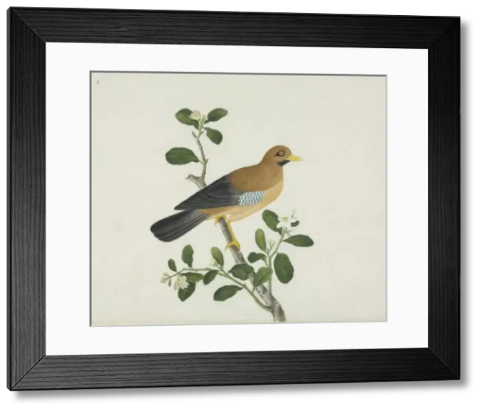 Framed Print : Bird illustration Framed Print : Bird illustration