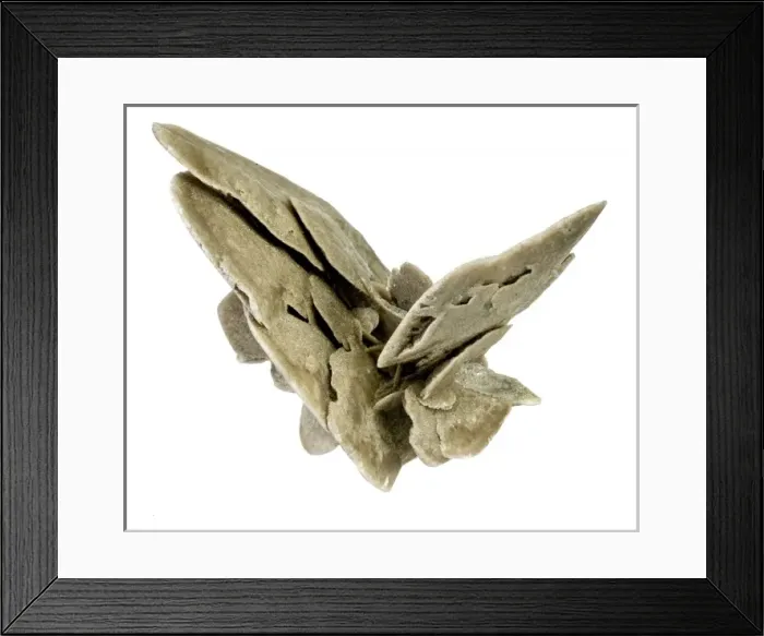 Framed Print : Desert rose Framed Print : Desert rose