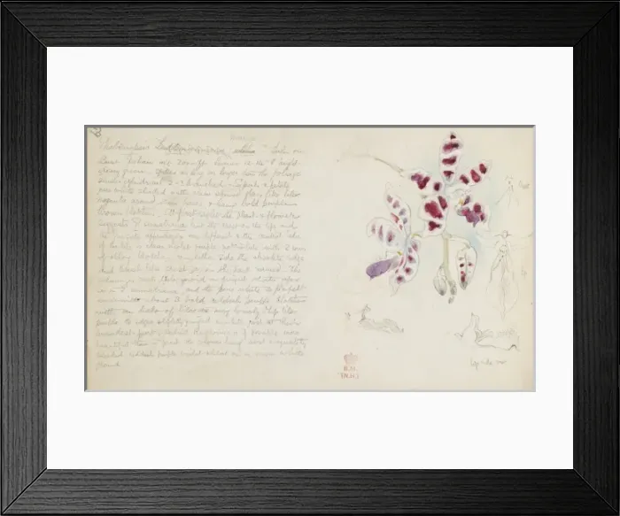 Framed Print : Phalaenopsis mariae, marias phalaenopsis Framed Print : Phalaenopsis mariae, marias phalaenopsis