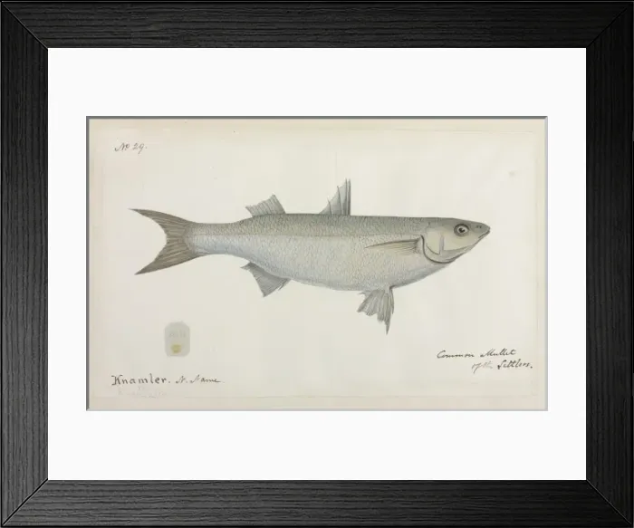 Framed Print : Common mullet of the Settlers Framed Print : Common mullet of the Settlers
