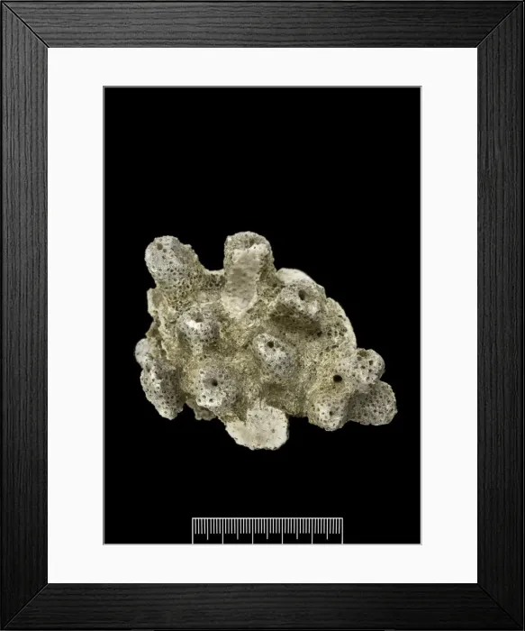 Framed Print : Acropora, Worn coral Framed Print : Acropora, Worn coral
