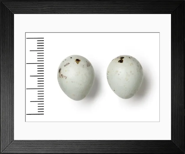 Framed Print : Pyrrhula pyrrhula, eurasian bullfinch eggs Framed Print : Pyrrhula pyrrhula, eurasian bullfinch eggs