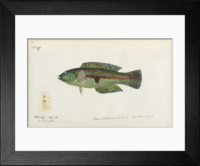 Framed Print : Fish. One of 67 original water colour drawings of Mammals, Reptiles Framed Print : Fish. One of 67 original water colour drawings of Mammals, Reptiles