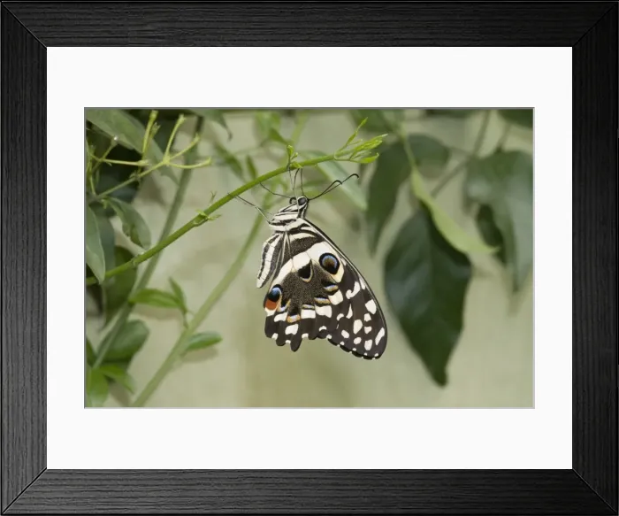 Framed Print : Papilio demoleus, Lime butterfly Framed Print : Papilio demoleus, Lime butterfly