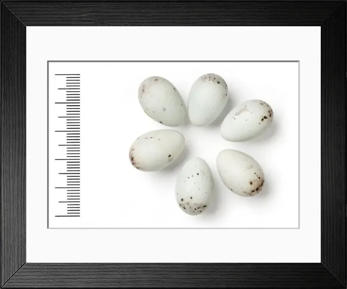 Framed Print : Fringilla teydea, blue chaffinch Framed Print : Fringilla teydea, blue chaffinch