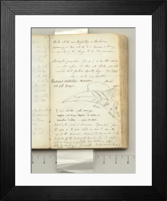 Framed Print : Notes on birds in Macassar Framed Print : Notes on birds in Macassar
