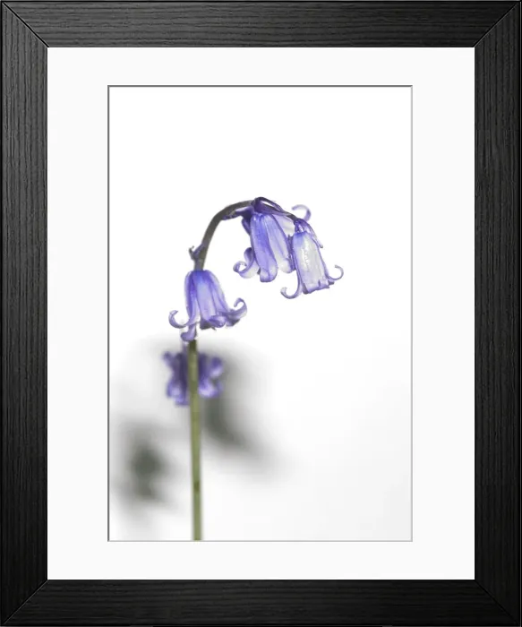 Framed Print : Bluebell. A bluebell from the Wildlife Garden at the Natural History Museum, London Framed Print : Bluebell. A bluebell from the Wildlife Garden at the Natural History Museum, London