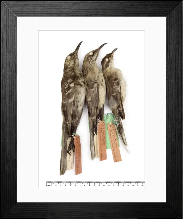 Framed Print : Mockingbirds Framed Print : Mockingbirds