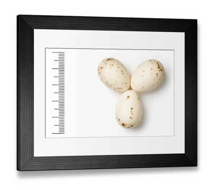 Framed Print : Dicrurus macrocercus, black drongo Framed Print : Dicrurus macrocercus, black drongo