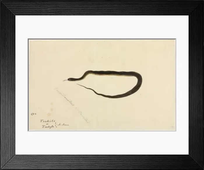 Framed Print : Snake. One of 67 original water colour drawings of Mammals, Reptiles