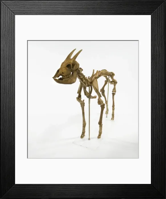 Framed Print : Myotragus. This animal which lived around 6000 years ago was from the antelope group Framed Print : Myotragus. This animal which lived around 6000 years ago was from the antelope group