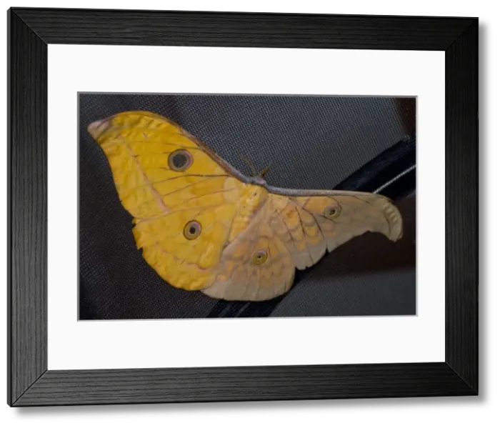 Framed Print : Gynandromorph Antheraea frithi, silkmoth Framed Print : Gynandromorph Antheraea frithi, silkmoth