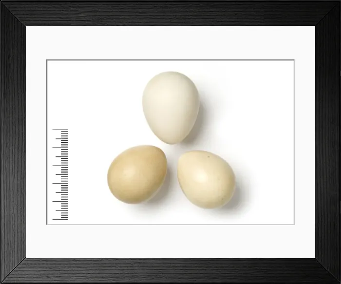 Framed Print : Francolinus bicalcaratus, double-spurred francolin Framed Print : Francolinus bicalcaratus, double-spurred francolin