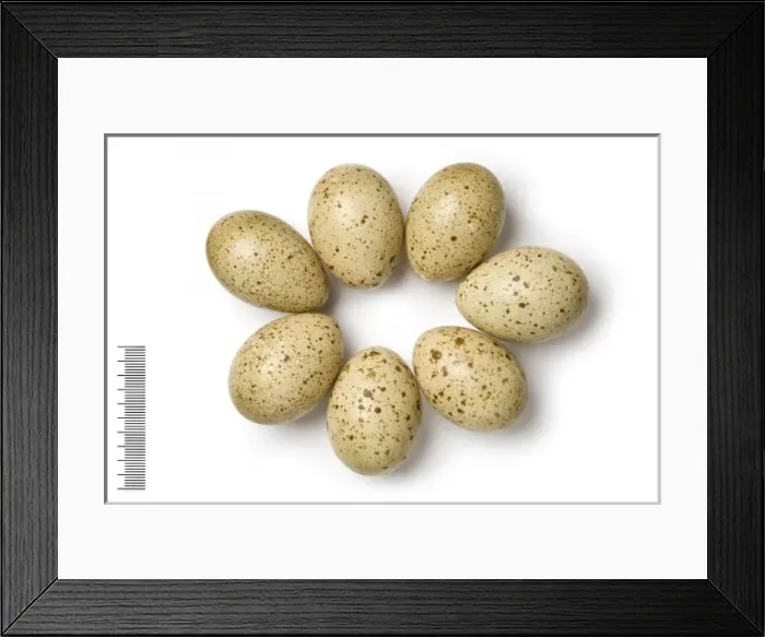 Framed Print : Lyrurus mlokosiewiczi, caucasian black grouse Framed Print : Lyrurus mlokosiewiczi, caucasian black grouse