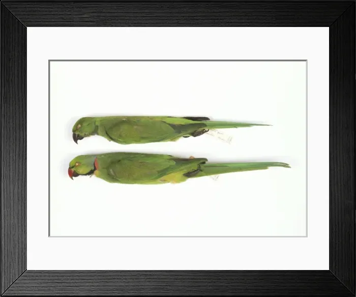 Framed Print : Psittacula eques, echo parakeet Framed Print : Psittacula eques, echo parakeet