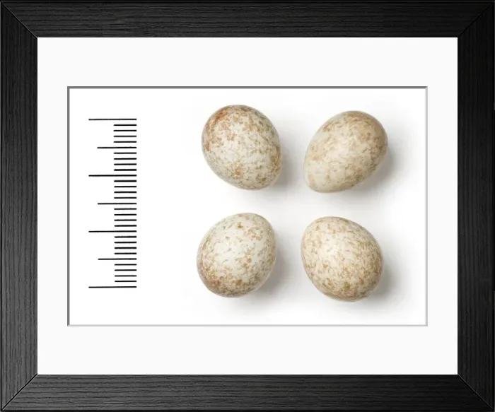 Framed Print : Saxicola caprata, pied bushchat Framed Print : Saxicola caprata, pied bushchat