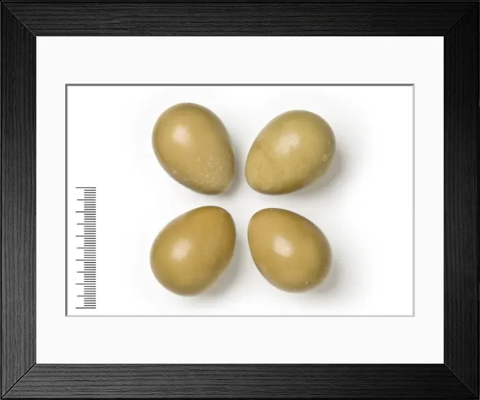Framed Print : Francolinus francolinus, black francolin Framed Print : Francolinus francolinus, black francolin