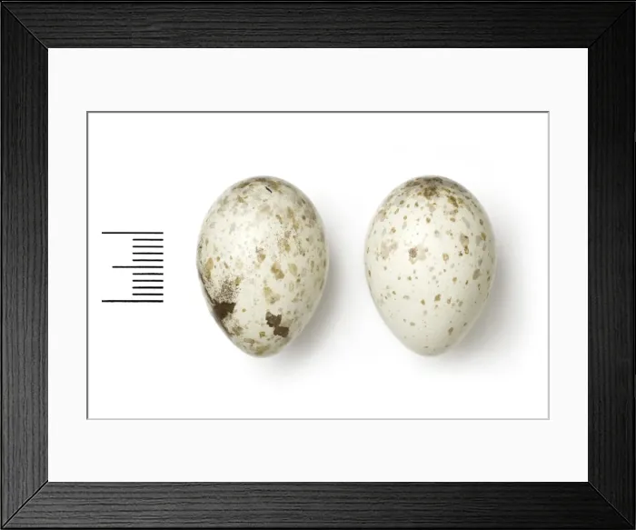 Framed Print : Podoces panderi, turkestan ground jay Framed Print : Podoces panderi, turkestan ground jay