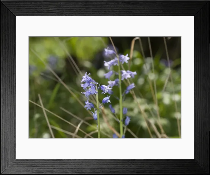 Framed Print : Bluebells in the Wildlife Garden at the Natural History Museum, London Framed Print : Bluebells in the Wildlife Garden at the Natural History Museum, London