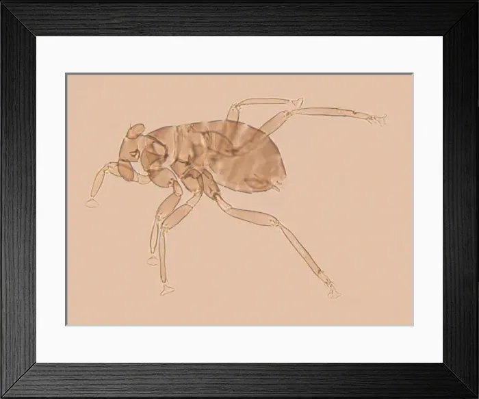 Framed Print : Dicopomorpha echmepterygis Framed Print : Dicopomorpha echmepterygis