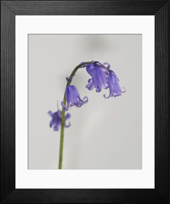 Framed Print : Bluebell. A bluebell from the Wildlife Garden at the Natural History Museum, London Framed Print : Bluebell. A bluebell from the Wildlife Garden at the Natural History Museum, London