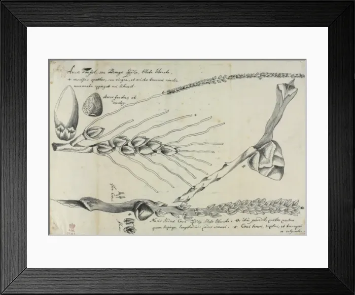Framed Print : Arera catechu, figure from Descriptiones Fruticum et Arborum Framed Print : Arera catechu, figure from Descriptiones Fruticum et Arborum