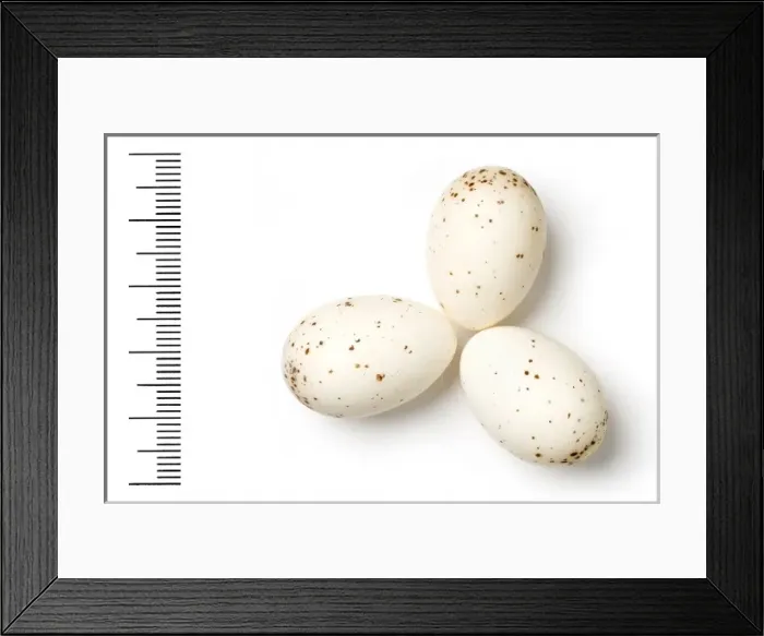 Framed Print : Dicrurus macrocercus, black drongo Framed Print : Dicrurus macrocercus, black drongo