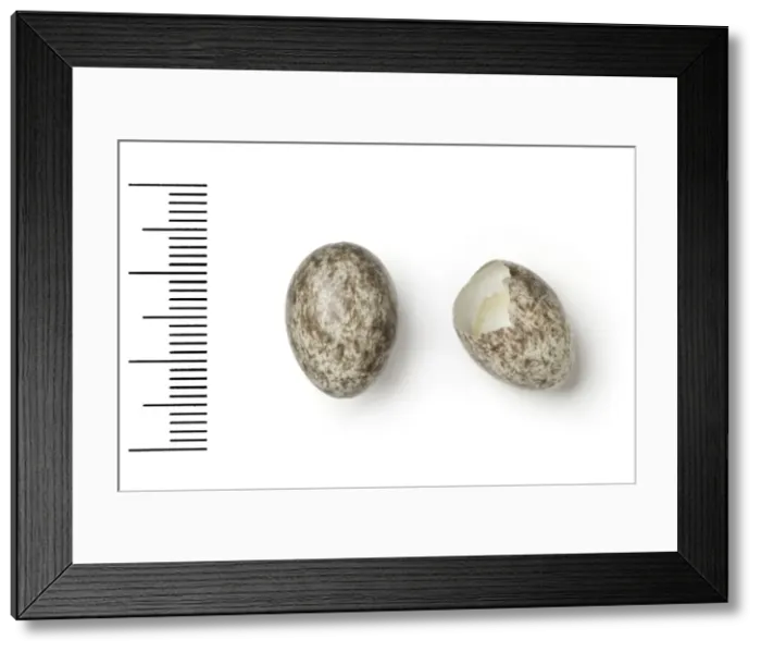 Framed Print : Gymnoris dentata, bush petronia