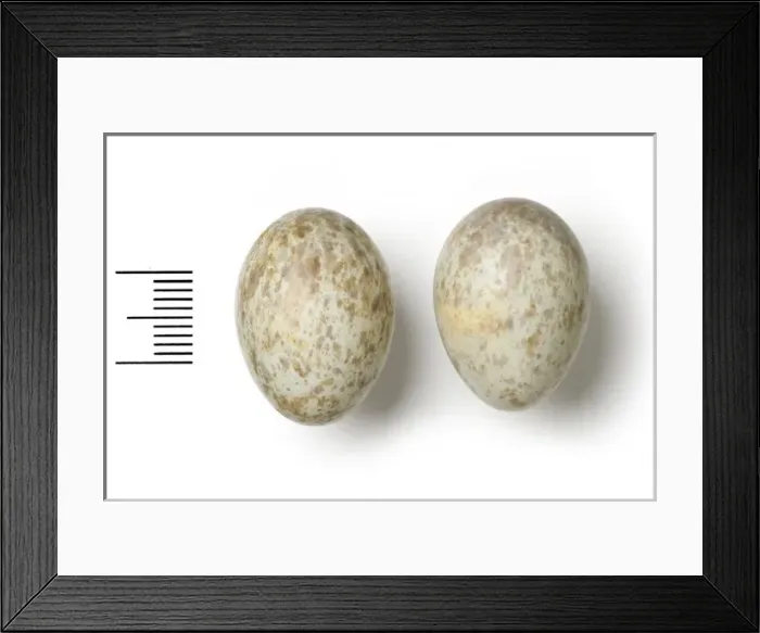 Framed Print : Rhodopheneus cruentus, rosy-patched shrike Framed Print : Rhodopheneus cruentus, rosy-patched shrike