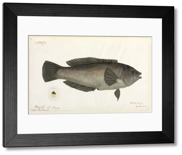 Framed Print : Fish. One of 67 original water colour drawings of Mammals, Reptiles Framed Print : Fish. One of 67 original water colour drawings of Mammals, Reptiles
