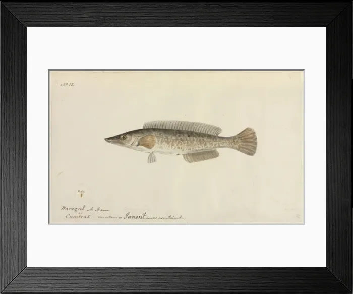 Framed Print : Fish illustration by Robert Neill Framed Print : Fish illustration by Robert Neill