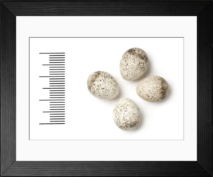 Framed Print : Phylloscopus bonelli, western bonellis warbler Framed Print : Phylloscopus bonelli, western bonellis warbler